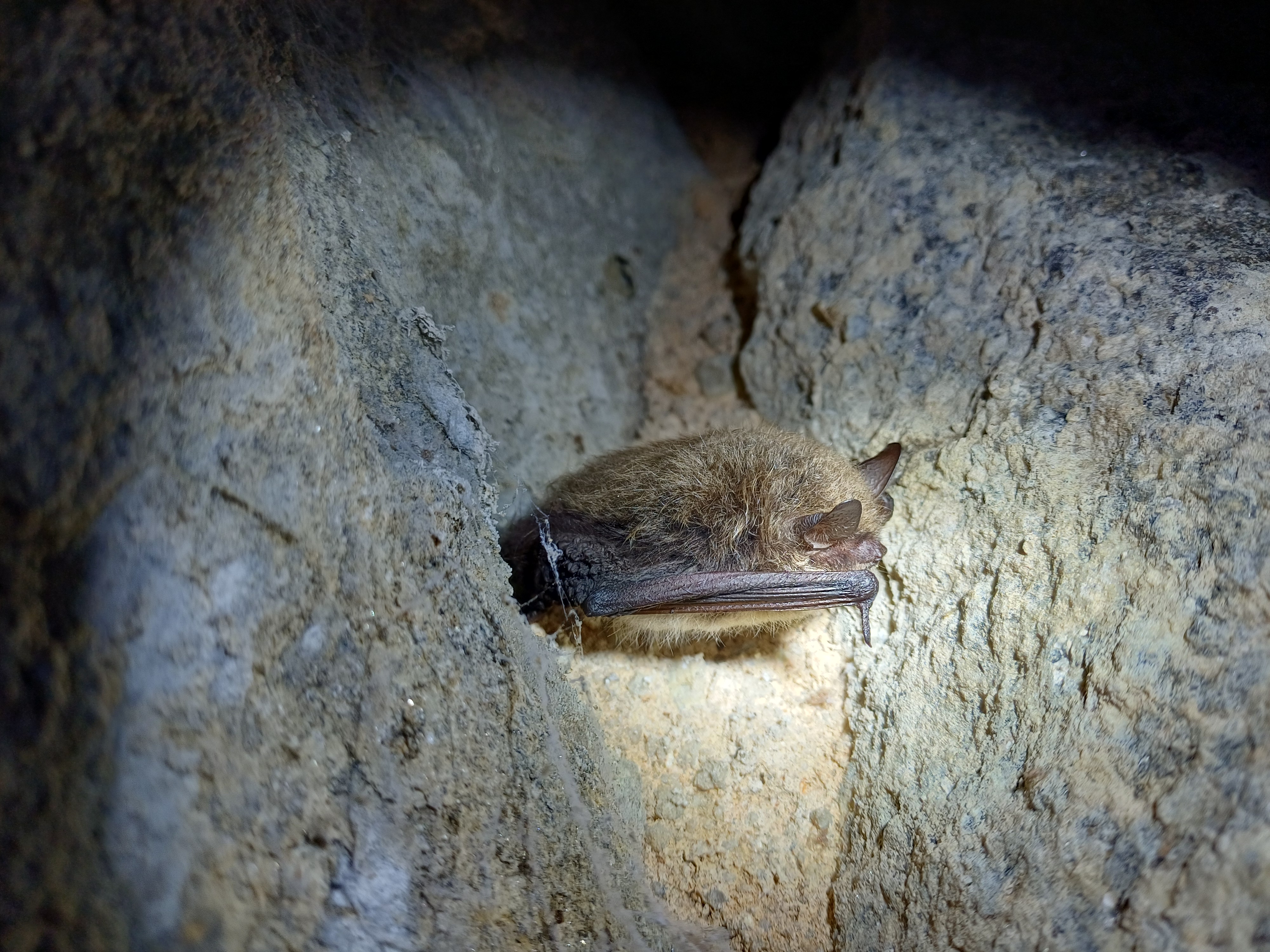 Suivi des chiroptères de l'ABC CCEG